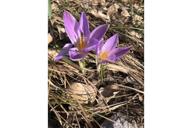 Crocus dalmaticus -9405