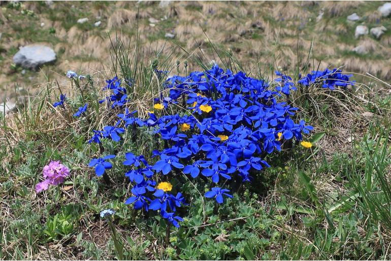 Gentiana verna ssp pontica -9410