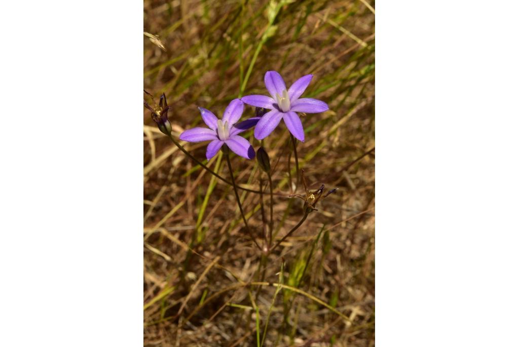 Kaweah brodiaea