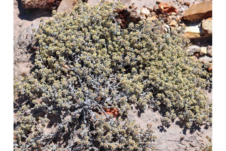 Helichrysum litorale -9426