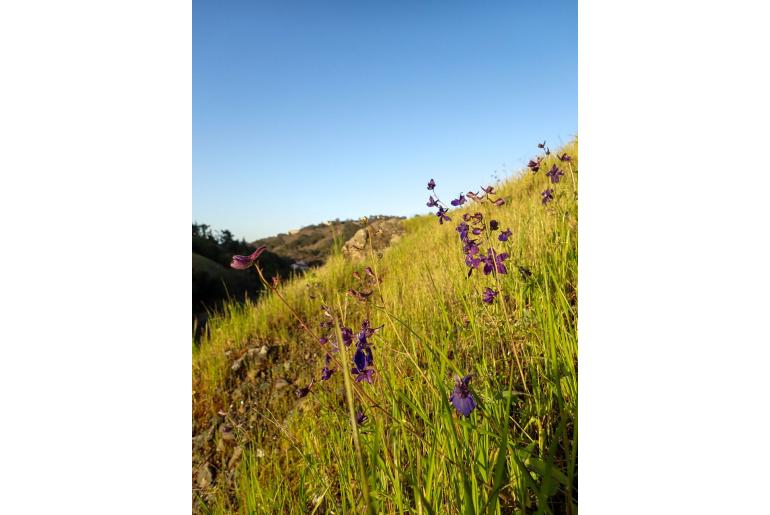 Delphinium patens -9452