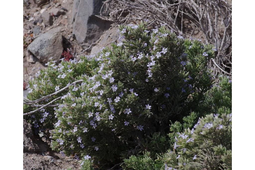 Salsola-achtige nolana