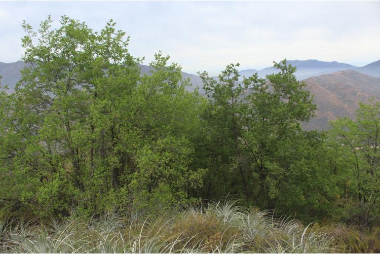 Nothofagus macrocarpa -9492