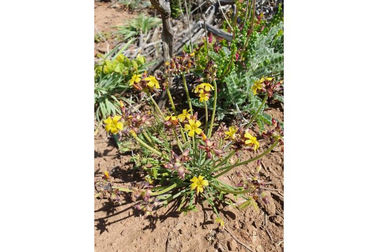 Oxalis tortuosa -9510