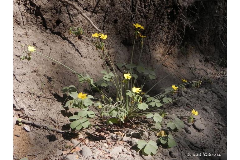 Oxalis valdiviensis -9514