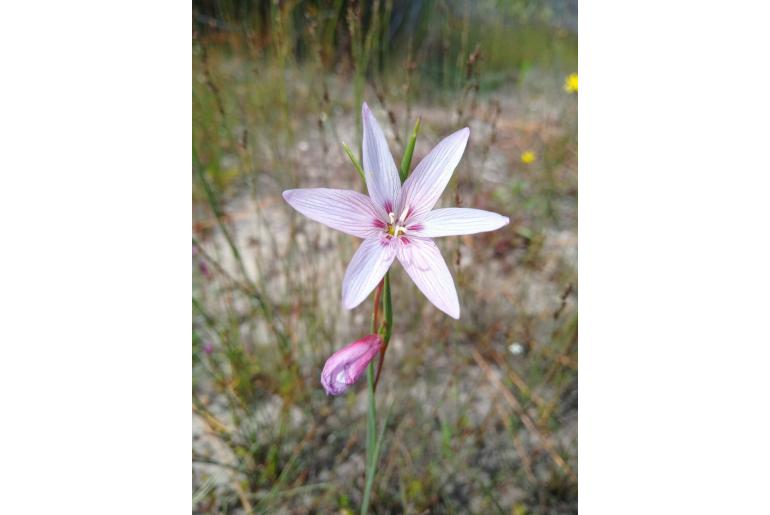 Gladiolus quadrangulus -9529