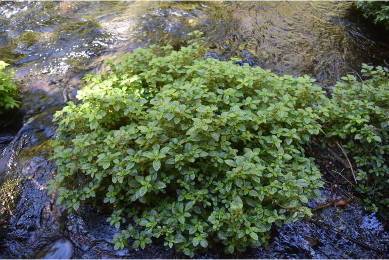 Pilea elliptica -9533