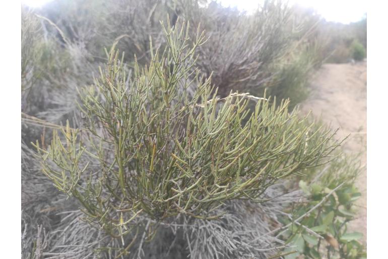 Retanilla ephedra -9559