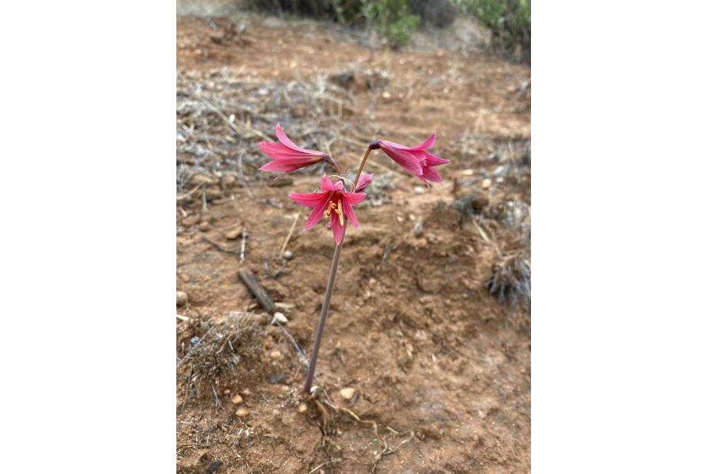 Vreemde rhodophiala