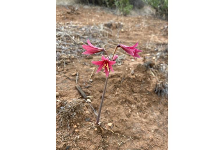 Zephyranthes advena -9562