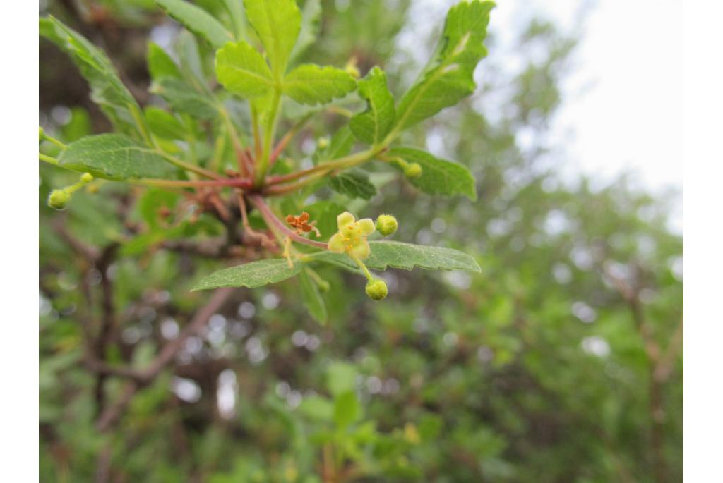 Dubbelgebloemde bursera