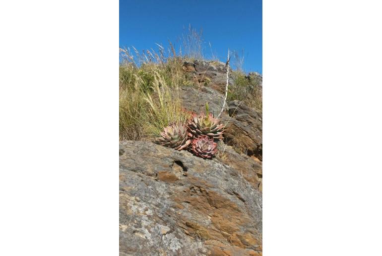 Aloe brevifolia var depressa -9576