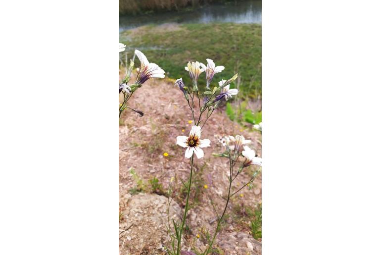 Salpiglossis sinuata -9581