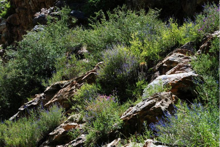 Salvia cuspidata ssp gilliesii -9582