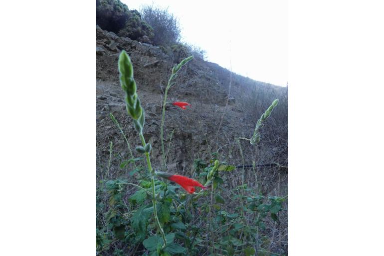 Salvia tubiflora -9583