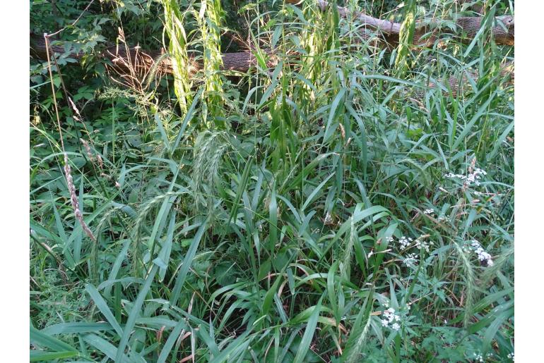 Elymus riparius -9586