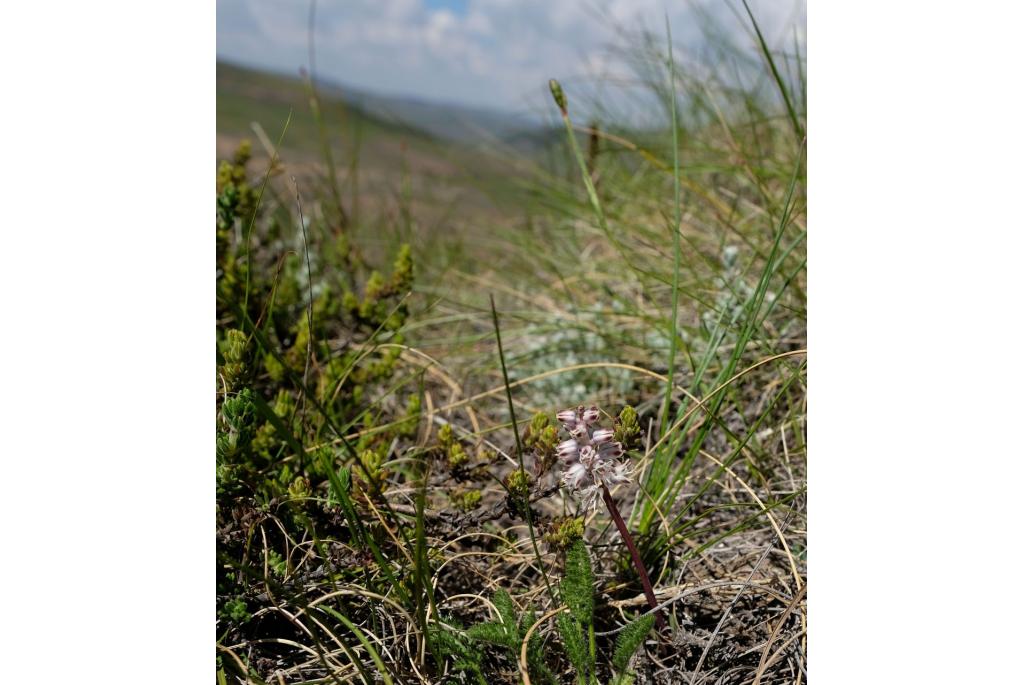 Klokvormige lachenalia