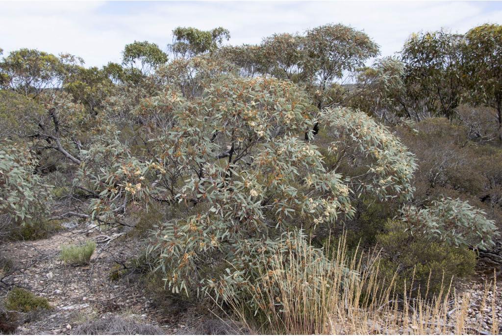 Yalata Eucalyptus