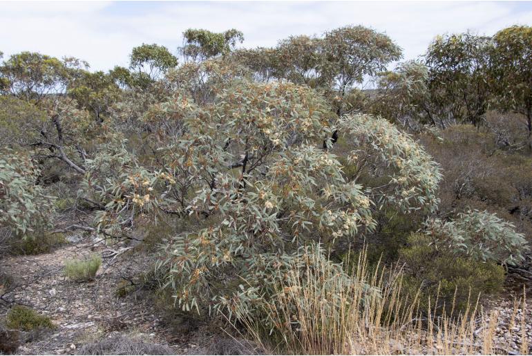 Eucalyptus yalatensis -9594