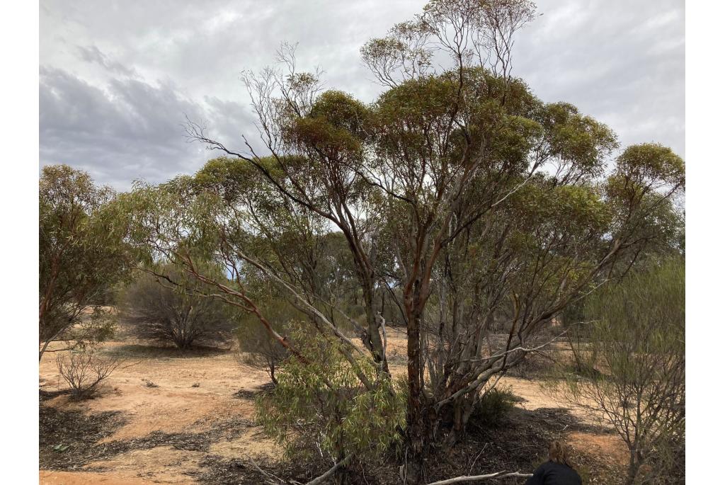 Yilgarn Eucalyptus