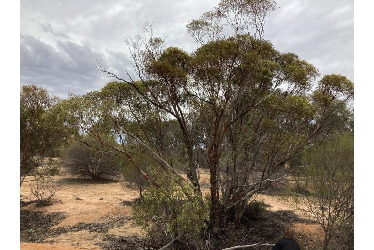 Eucalyptus yilgarnensis -9599