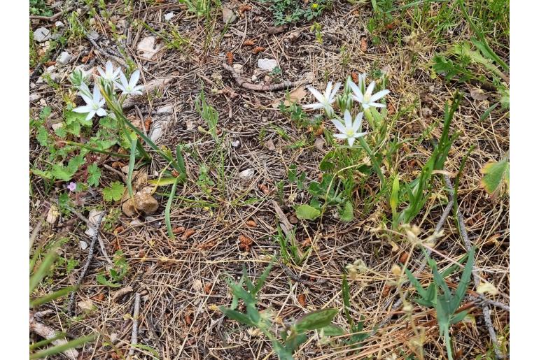 Ornithogalum comosum -9601