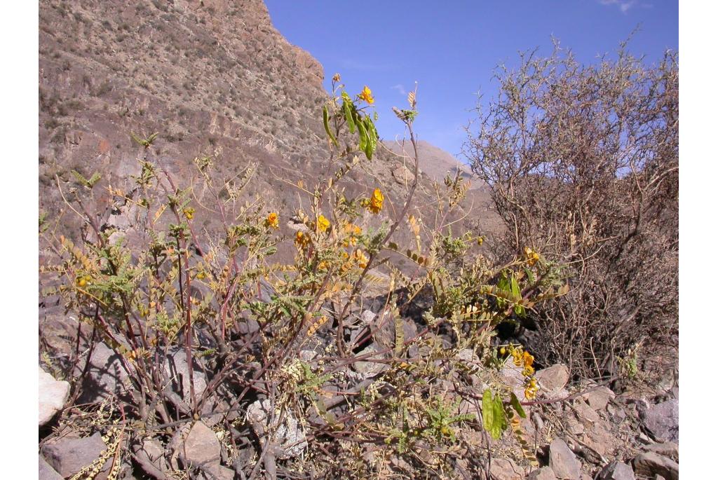 Senna van Arequipa