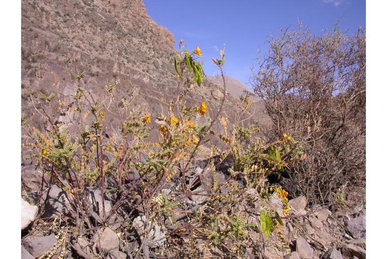 Senna birostris var arequipensis -9607