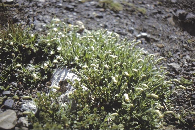 Silene gallica var gallica -9611