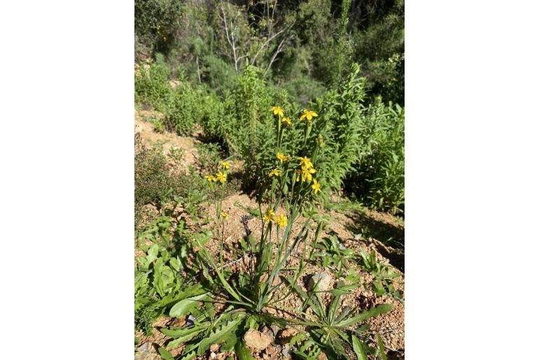 Sisyrinchium graminifolium -9616