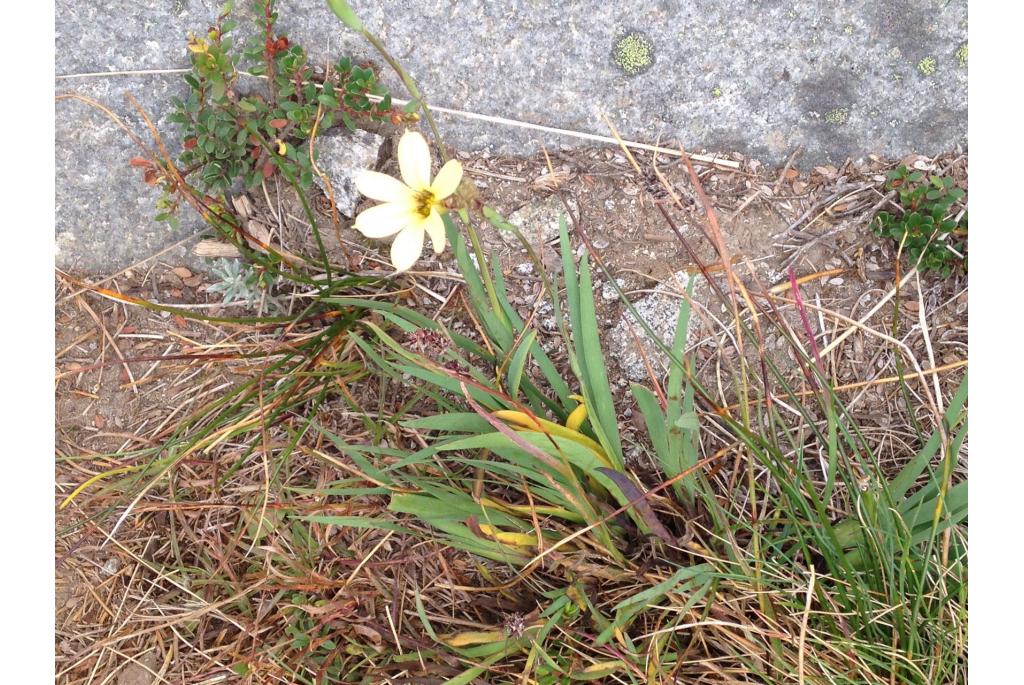 Pearce's sisyrinchium