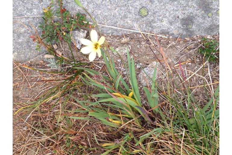 Sisyrinchium pearcei -9619