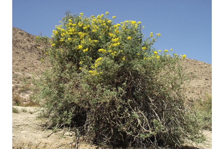 Solanum lycopersicoides -9626