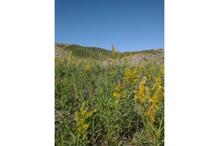 Solidago chilensis -9636