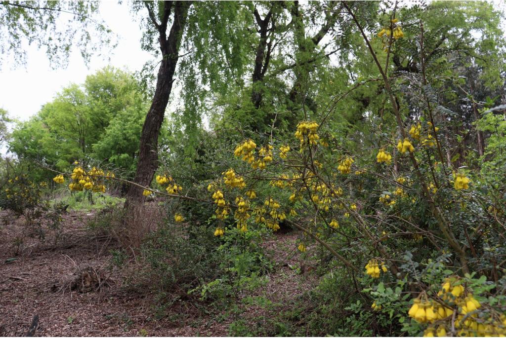 Wintergroene honingboom