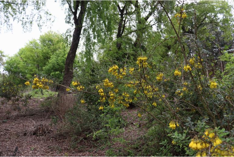 Sophora macrocarpa -9637