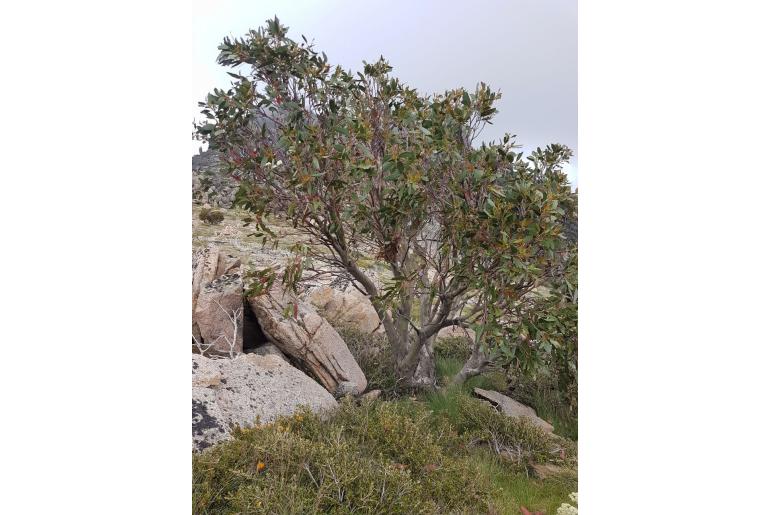 Eucalyptus pauciflora ssp niphophila -9639