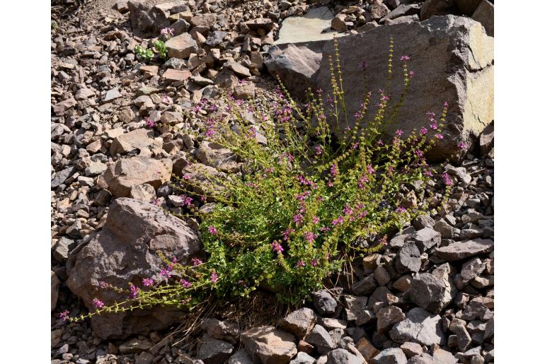 Stachys philippiana -9646