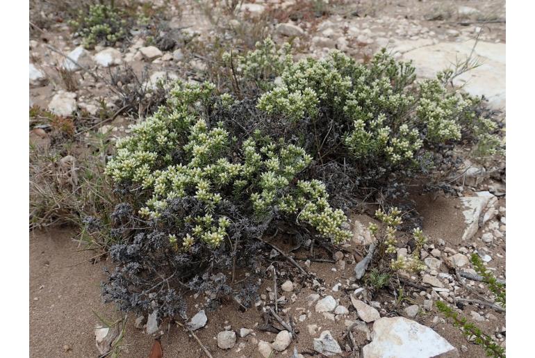 Helichrysum niveum -9665