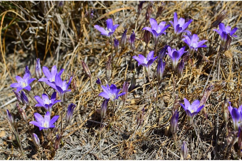 Chaparral brodiaea