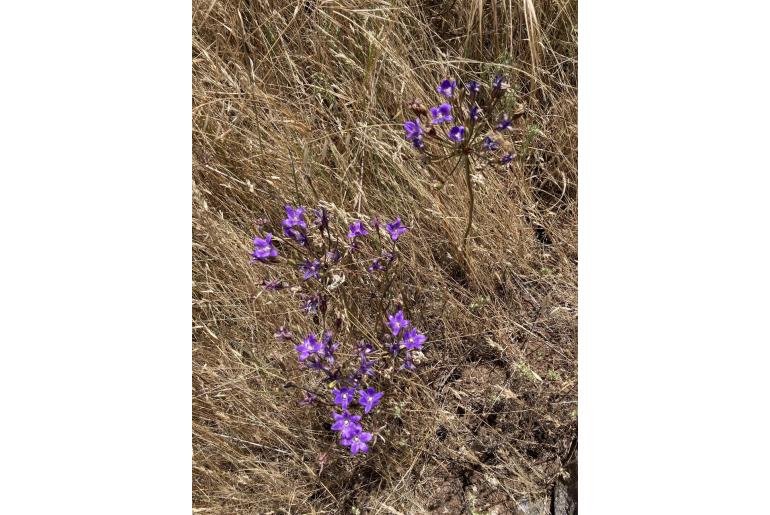 Brodiaea kinkiensis -9695