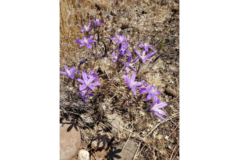 Brodiaea minor -9703