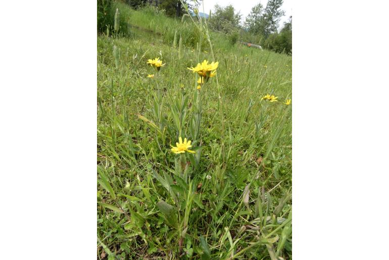 Arnica chamissonis -9705