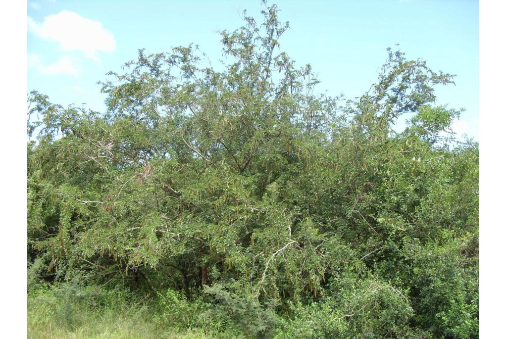 Witte Keirivier bauhinia