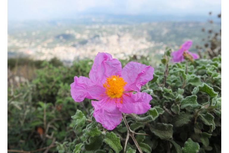 Cistus creticus ssp creticus -9713