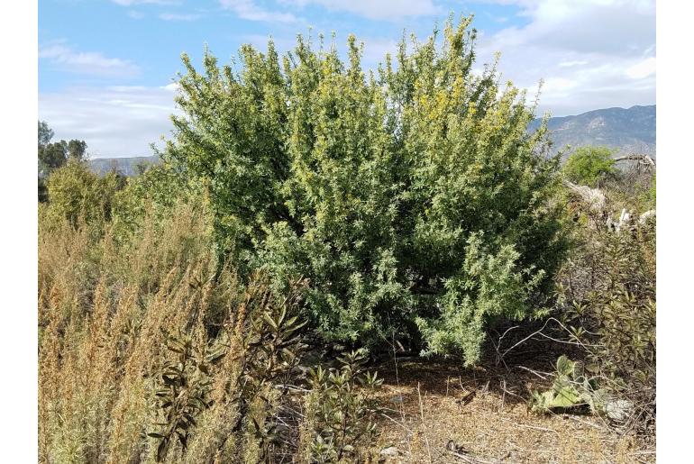 Berberis nevinii -9719