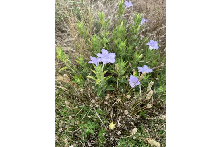 Ruellia humilis -9728