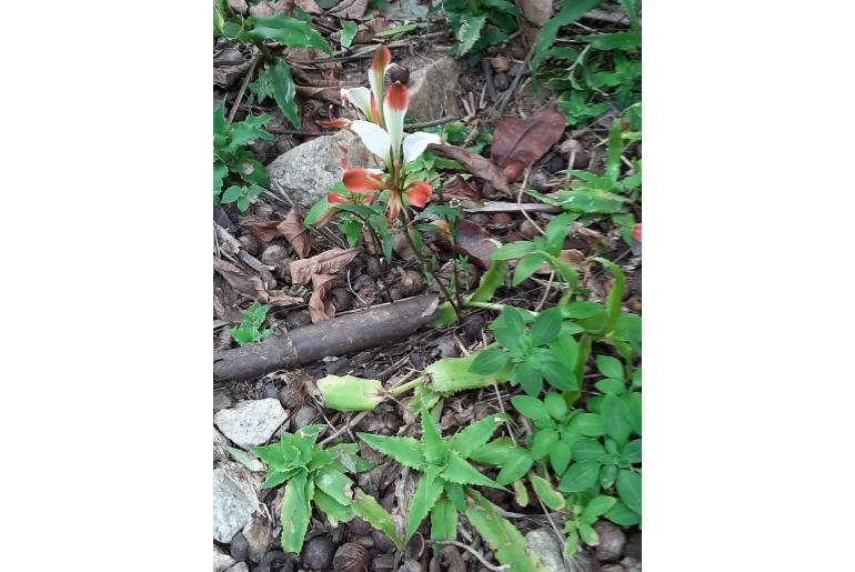 Alstroemeria caryophyllaea -9734