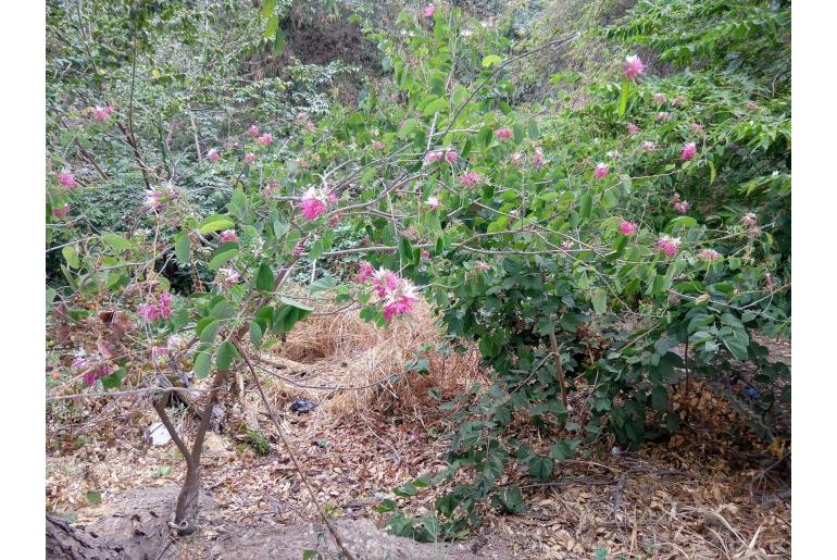 Bauhinia divaricata -9737