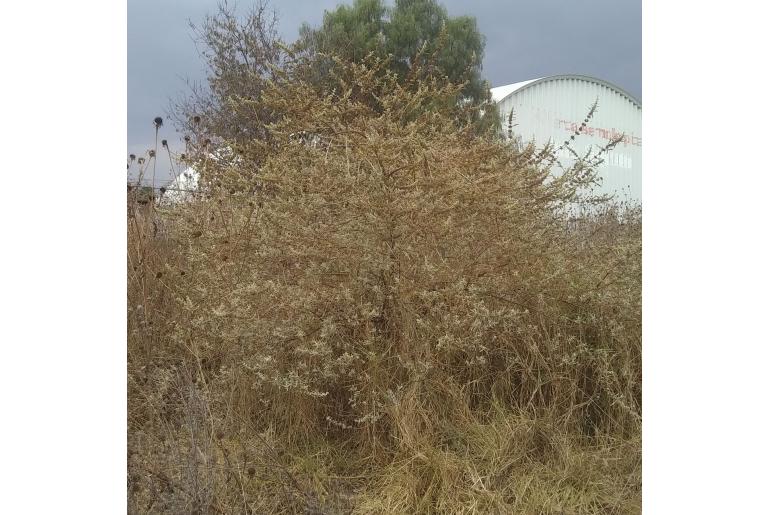 Buddleja sessiliflora -9740